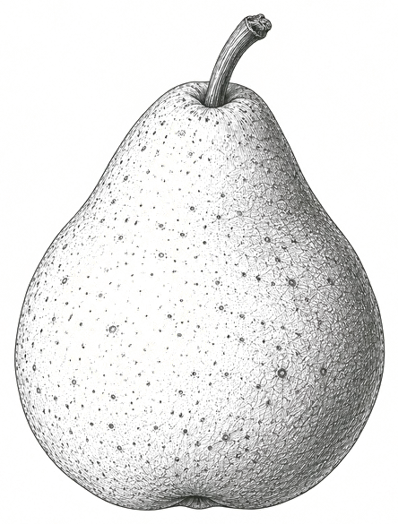 Engraving of a perry pear